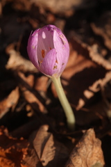 Colchicum woronowii