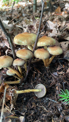 Hypholoma