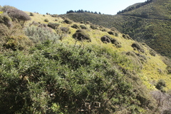 Sophora molloyi