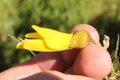 Sophora molloyi