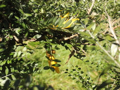 Sophora molloyi