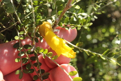 Sophora molloyi
