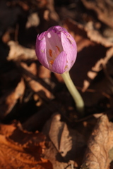 Colchicum woronowii
