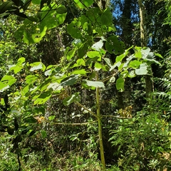 Dendrocnide excelsa