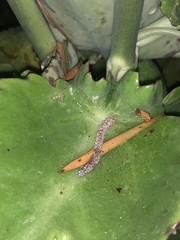 Brevicoryne brassicae