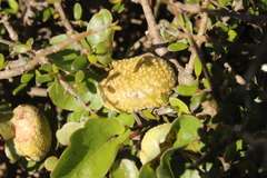 Puccinia otagensis
