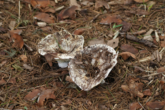 Lactifluus piperatus