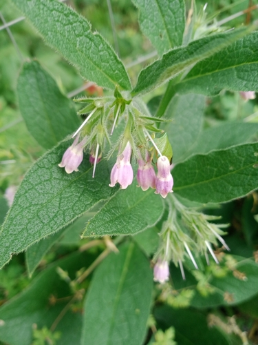 common comfrey