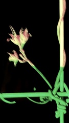 Funastrum