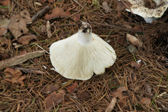 Lactifluus piperatus