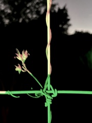 Funastrum