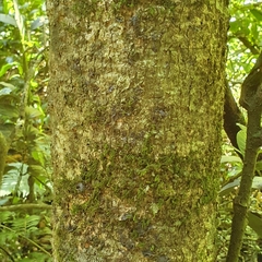 Dendrocnide excelsa