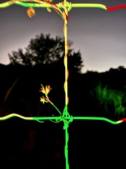 Funastrum