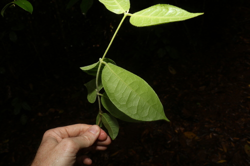 Image of Palmeria scandens by (c) Greg Tasney, some rights reserved (CC BY-SA)