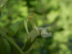 Teucrium flavum