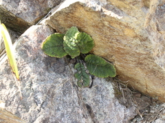 Brachyglottis lagopus