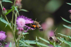 Macroglossum pyrrhosticta