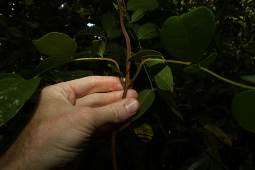 Image of Palmeria scandens by (c) Greg Tasney, some rights reserved (CC BY-SA)