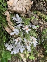 Pseudocyphellaria homoeophylla