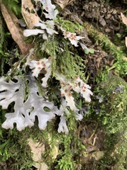 Pseudocyphellaria homoeophylla
