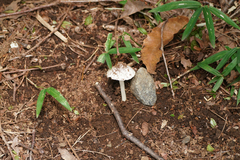 Inocybe