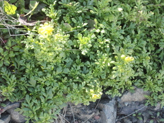 Senecio lautus