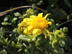 Senecio lautus
