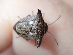 Alcimocoris japonensis