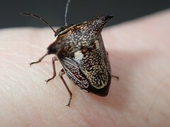 Alcimocoris japonensis