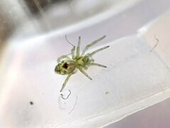 Nigma puella