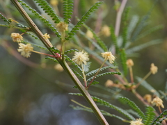 Acacia pentadenia