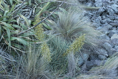 Aciphylla squarrosa