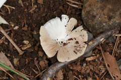 Inocybe