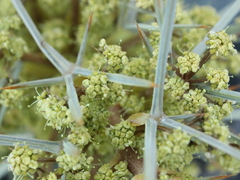 Aciphylla squarrosa
