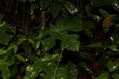 Brachychiton acerifolius