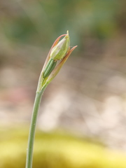 Calochilus campestris