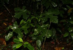 Brachychiton acerifolius