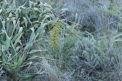 Aciphylla squarrosa