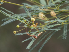 Acacia pentadenia