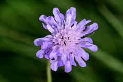 Dipsacoideae
