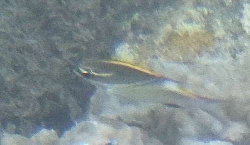 Bridled Monocle Bream, South Pacifc Ocean, photo 10 of 10