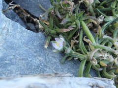 Spergularia media
