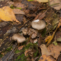 Mycena galericulata