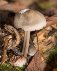 Mycena galericulata