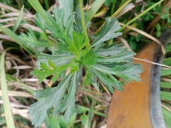 Artemisia japonica