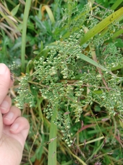 Artemisia japonica