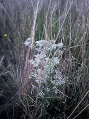 Eupatorium serotinum