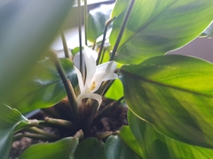 Goeppertia mirabilis