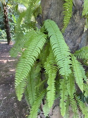 Nephrolepis falcata