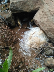 Polypedates occidentalis